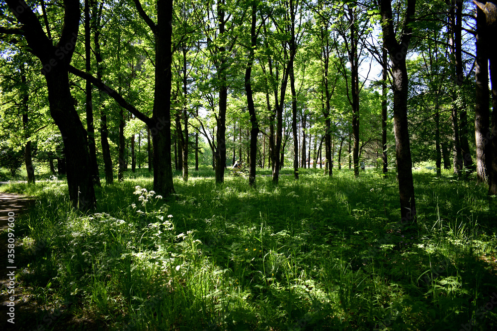 forest in the morning forest in the morning