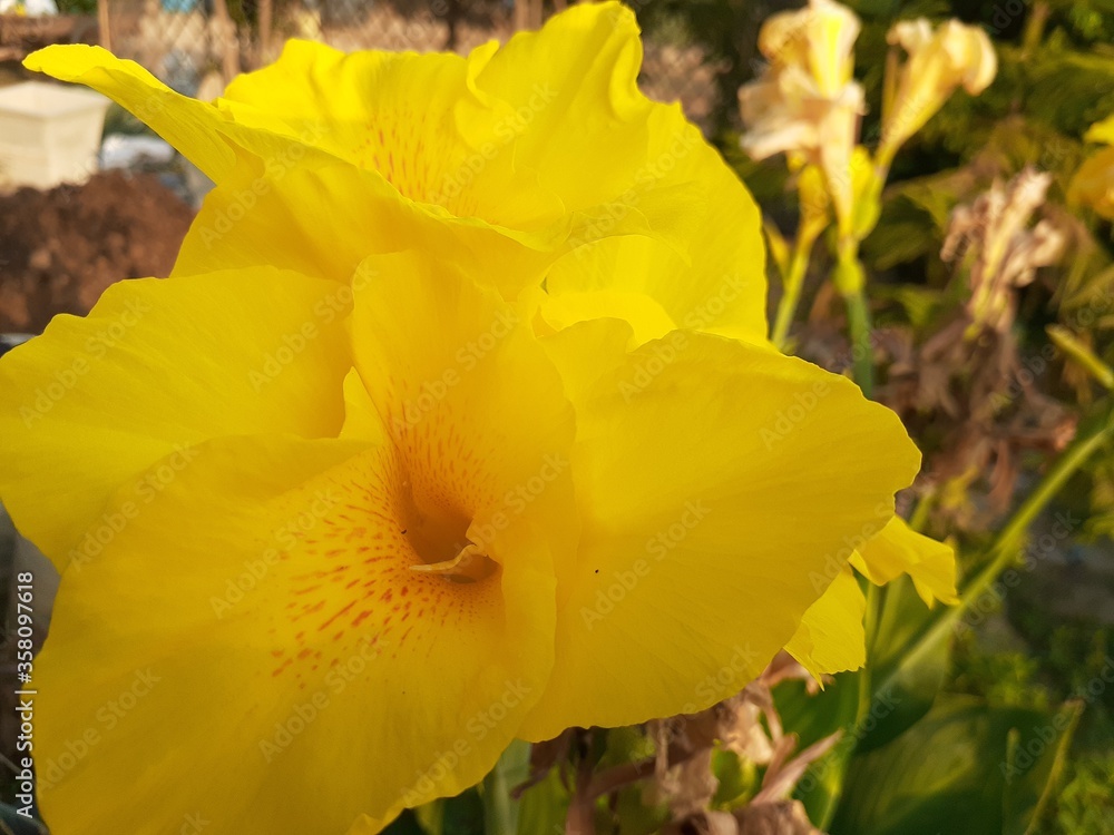 Fototapeta premium yellow daffodil flower