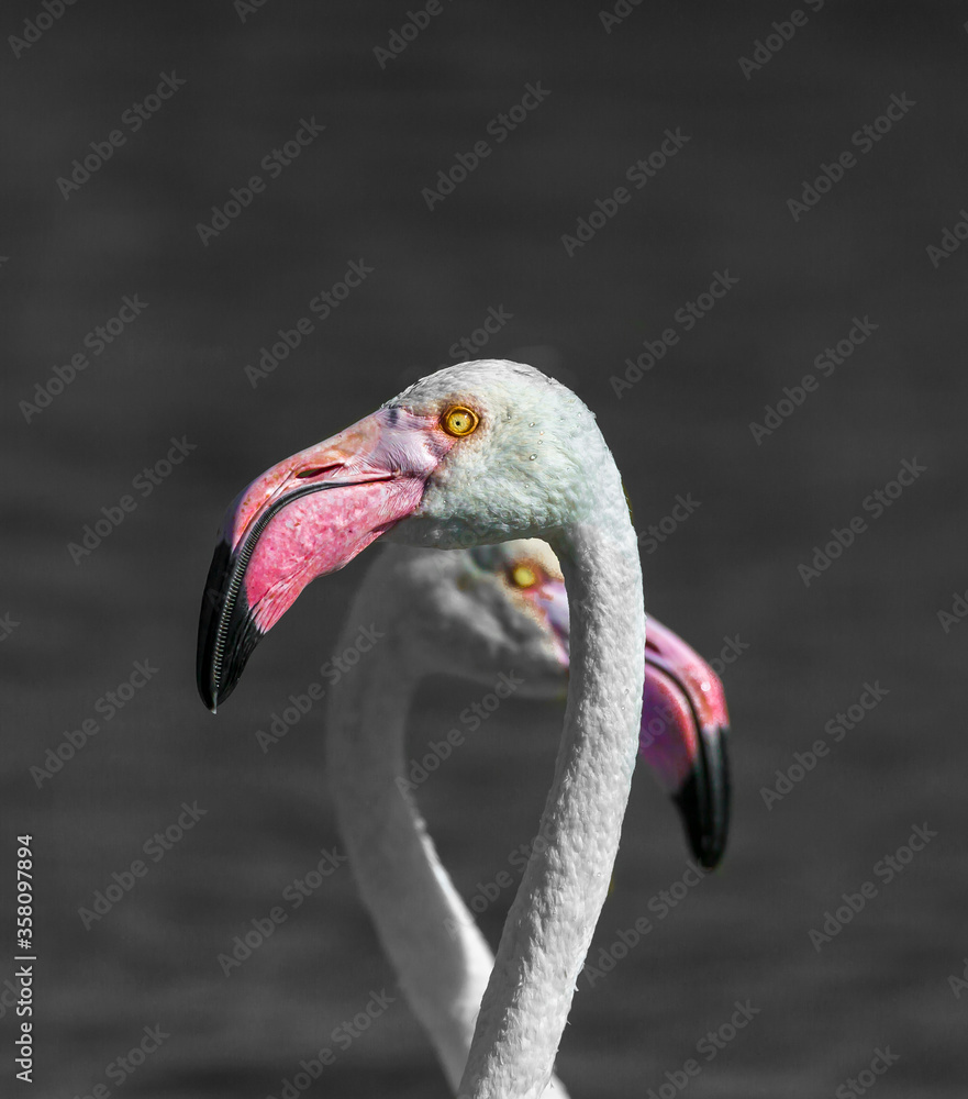 Fototapeta premium Rosaflamingo (Phoenicopterus roseus), National Park Camargue, Provence-Alpes-Côte d’Azur, Frankreich