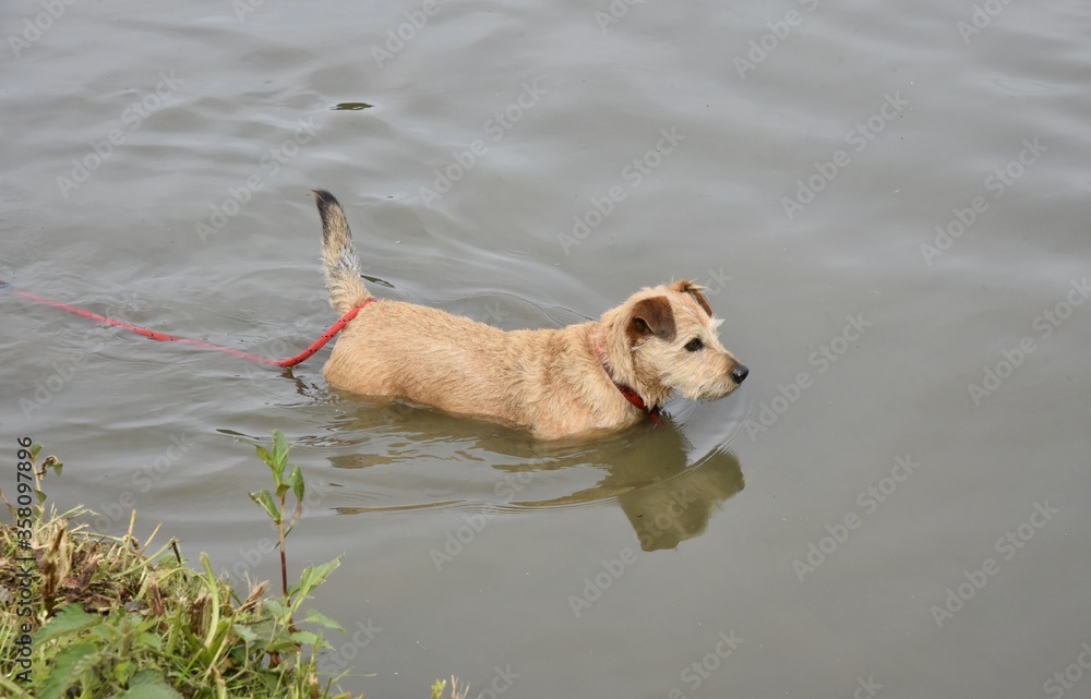 A border terrier dog having a paddle in water. A border terrier dog having a paddle in water.