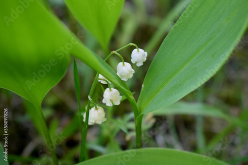 lily of the valley in spring