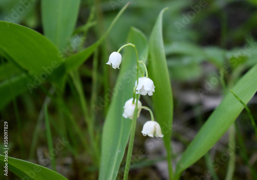 snowdrops in the forest