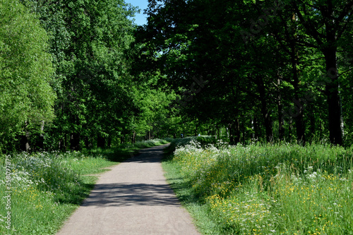 path in the park © tanzelya888