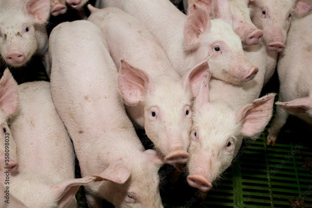 Pig farming is the raising and breeding of domestic pigs as livestock, and is a branch of animal Pig farming is the raising and breeding of domestic pigs as livestock, and is a branch of animal