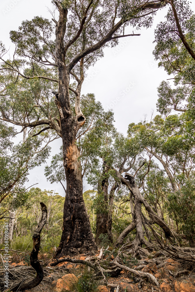 A forest with some burnt trees in the Grampians National park in Victoria, Australia. A forest with some burnt trees in the Grampians National park in Victoria, Australia.