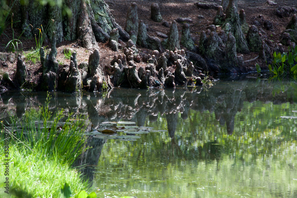 Obraz premium Trees reflected in quiet water