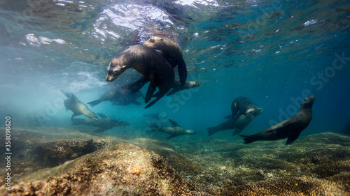 For sea lions it's time to fly. La paz (Mexico)