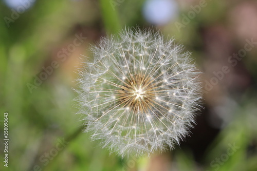 Close up of dandelion seed head puffball with florets  