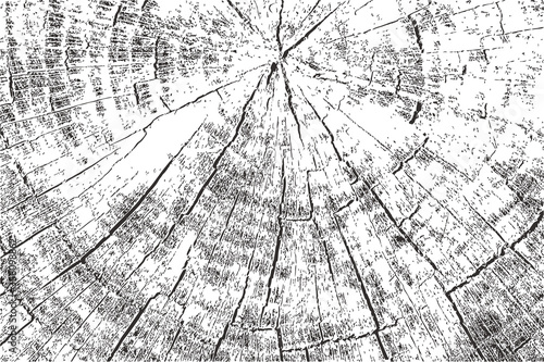 Natural wood annual ring trunk texture isolated on white background. Seamless pattern Grunge effect Old vintage style illustrations