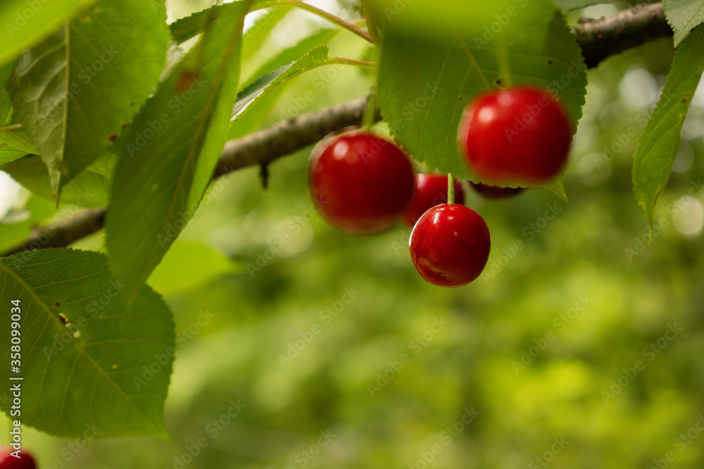 Ripen cherries in the garden inviting for a bite. Ripen cherries in the garden inviting for a bite.