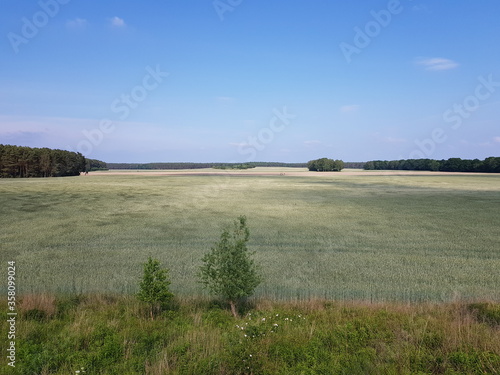 Rye field (Secale cereale)  in the month of June in Mecklenburg-West Pomerania, Germany photo