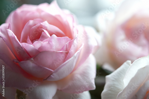 ピンクのバラの花 ブーケ クロースアップ フェードトーン