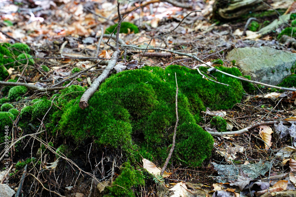 Moss growing in the woods at Rickett's Glen State Park. Located in Pennsylvania. Moss growing in the woods at Rickett's Glen State Park. Located in Pennsylvania.