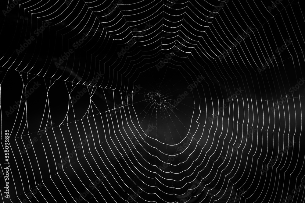 cobwebs in forest cobwebs in forest