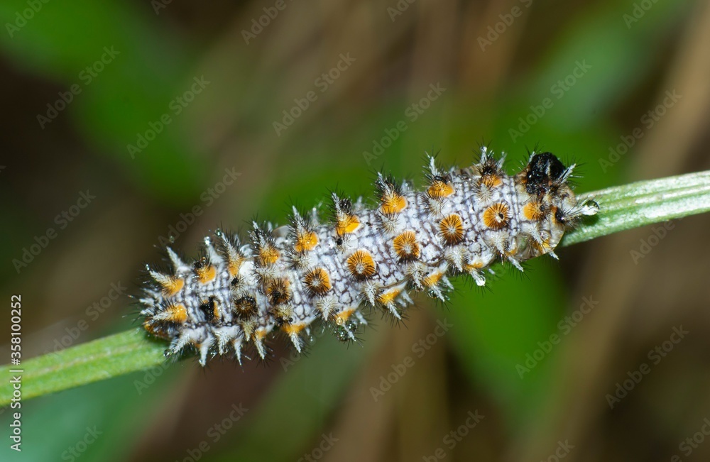 caterpillar of Melidaea didyma on a leaf caterpillar of Melidaea didyma on a leaf