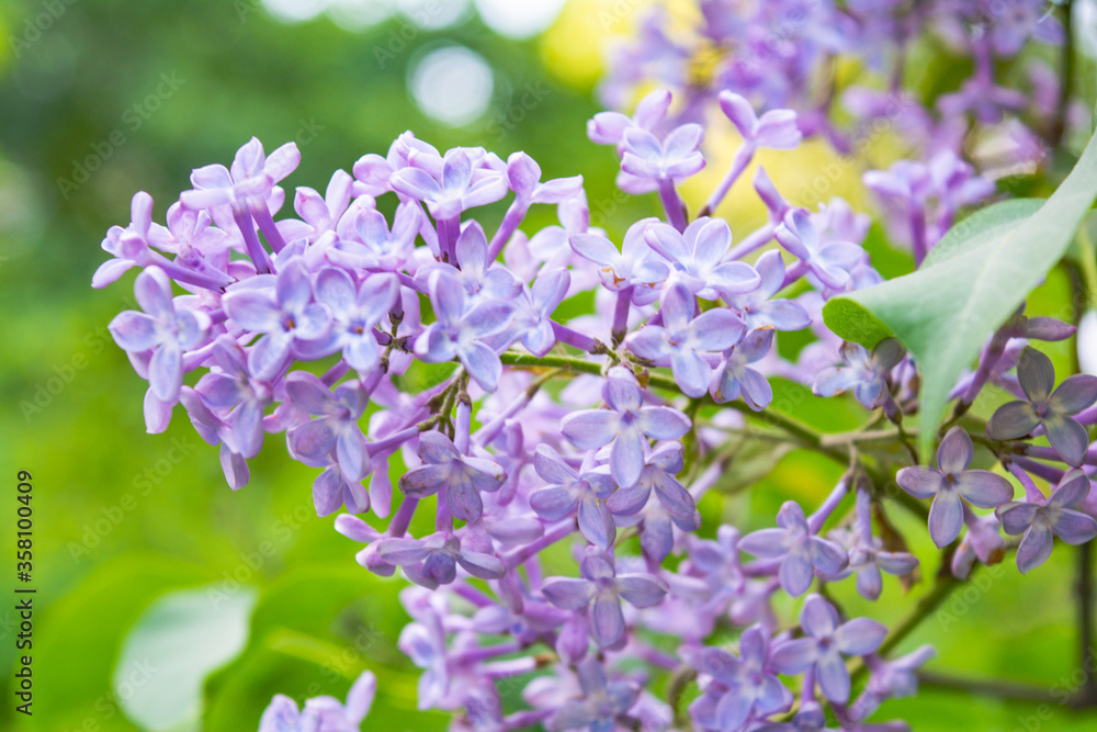 Lilac shrub flower blooming in spring garden. Common lilac Syringa vulgaris bush Lilac shrub flower blooming in spring garden. Common lilac Syringa vulgaris bush