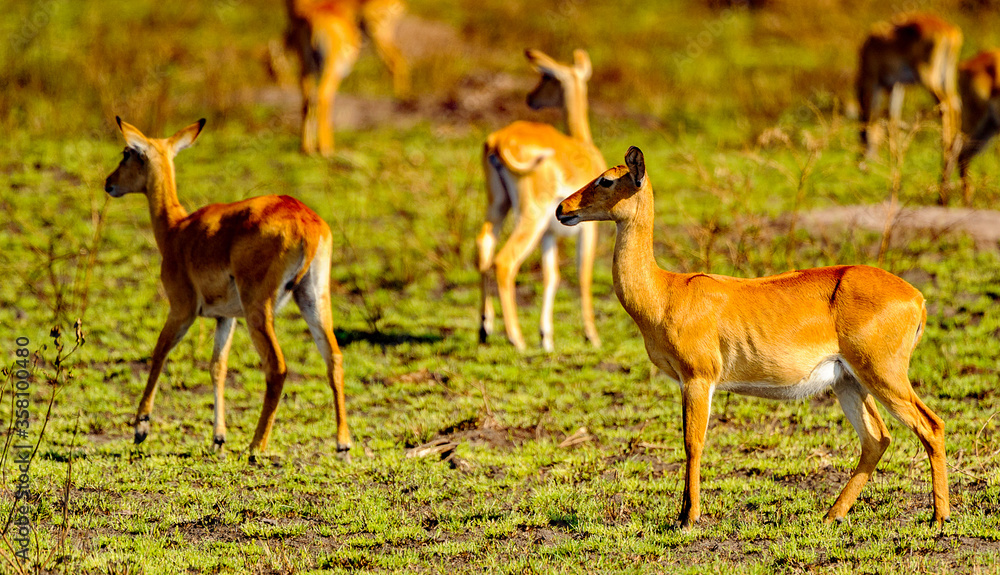 Fototapeta premium It's Flock of the antelopes