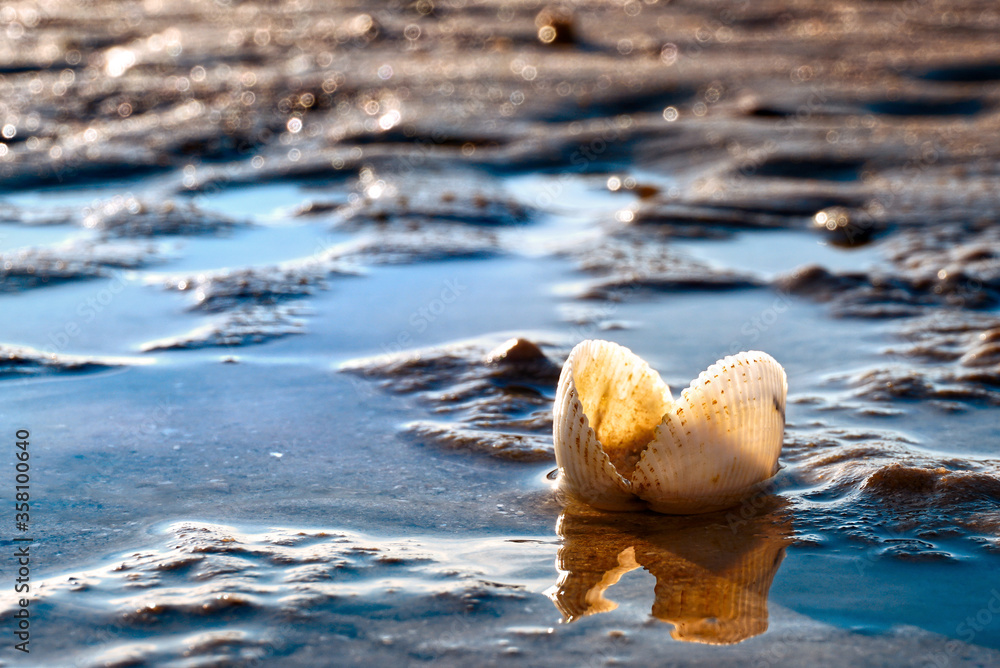 Sea shell on low tide water on the beach , picture have space for idea. Sea shell on low tide water on the beach , picture have space for idea.