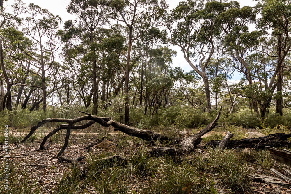 A forest with some burnt trees in the Grampians National park in Victoria, Australia.