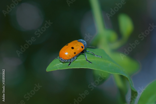 Escarabajo de seis puntos Lachnaia sexpunctata comiendo hojas photo