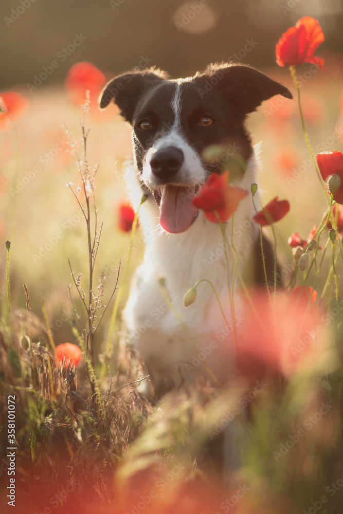 isolated happy border collie dog portrait sitting among red poppy flowers at sunset in the summer isolated happy border collie dog portrait sitting among red poppy flowers at sunset in the summer