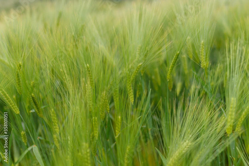 Green young wheat close-up.