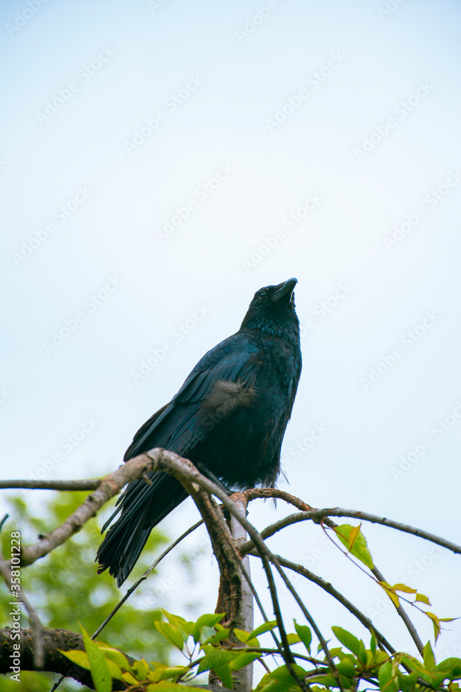 Fototapeta premium Black crow on top of some branches with cloudy sky background.