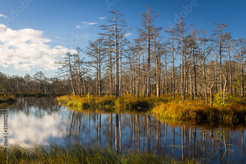 Swamp on a sunny day in great colors