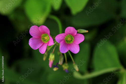 Pink garden flower