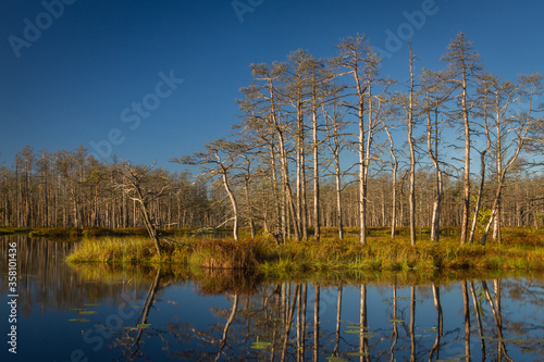 Swamp on a sunny day in great colors