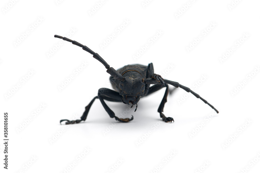 The weaver black beetle isolated on white background The weaver black beetle isolated on white background