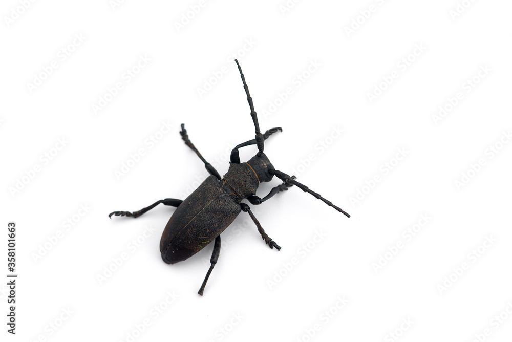 The weaver black beetle isolated on white background The weaver black beetle isolated on white background