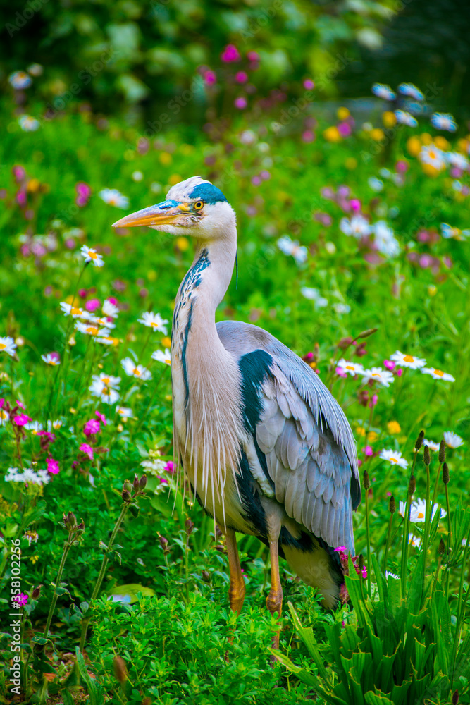 Fototapeta premium Blue heron sideways on the green grass with the background out of focus where several small white and purple flowers appear.