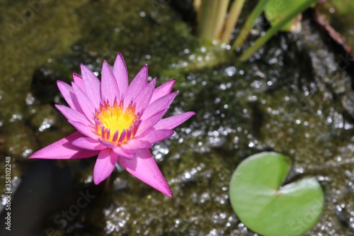 Lotus flower blooming on green leaves and water surface closeup in the pond.