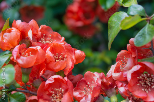 Pomegranate or Punica granatum red flowers. Pomegranate blossom branch
