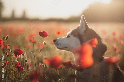 isolated siberian husky dog sitting among red poppy flowers smelling them at sunset in the summer © Oszkár Dániel Gáti