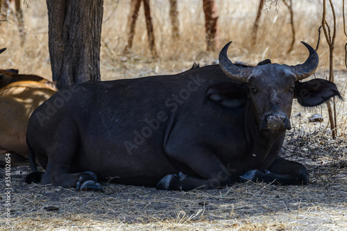 Animals in Senegal