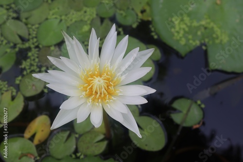 Lotus flower blooming on green leaves and water surface closeup in the pond. 