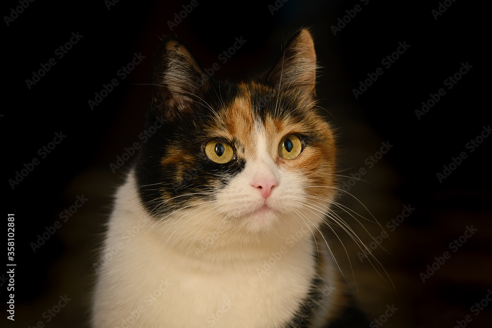 Portrait of a beautiful tricolor bright cat on a dark background in the house