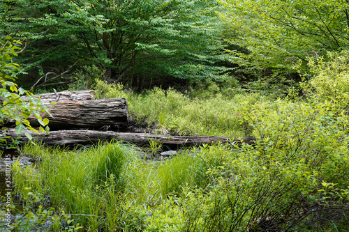 Landscape image at Rickett s Glen State Park in Pennsylvania. Fallen trees in the woodland.