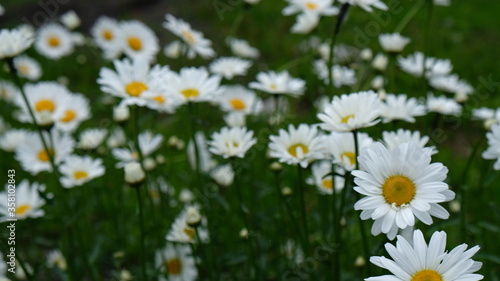 daisies in a field © Анастасия Зайцева