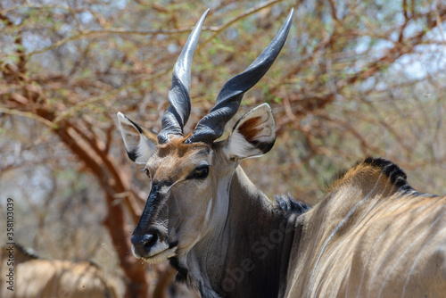 Animals in Senegal