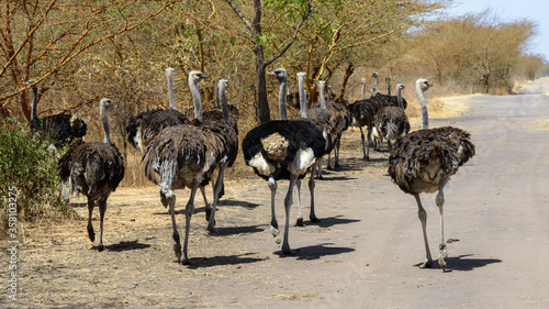 Animals in Senegal photo