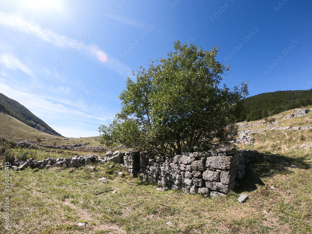 Remains of shepherd's mountain drystone wall hut in Mirovo, Northern Velebit National Park, Croatia. Tree is growing from the old hut.