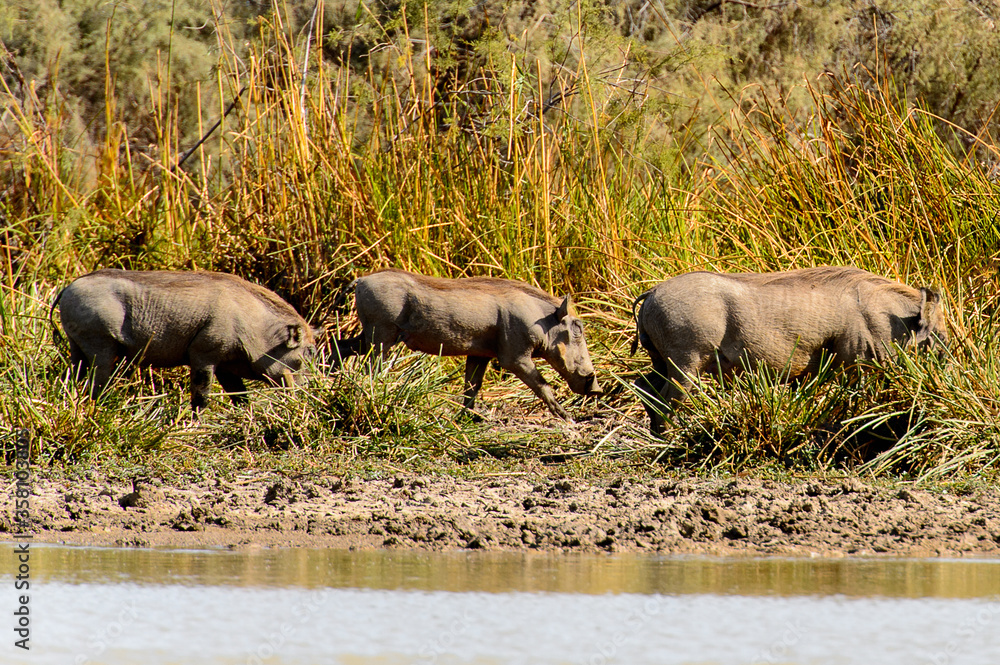 Wild boars in the Djoudj National Bird Sanctuary, Senegal. UNESCO World Heritage Wild boars in the Djoudj National Bird Sanctuary, Senegal. UNESCO World Heritage