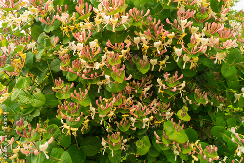 Blossom to honeysuckle in garden at solar day