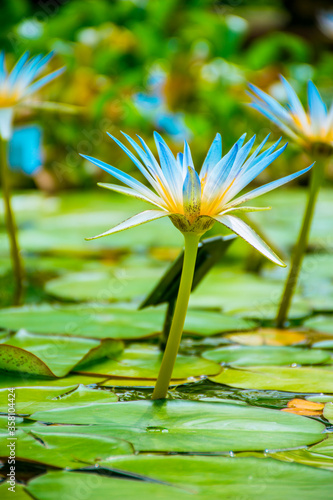 Close-up of blue water lily with unfocused background where three more lilies and several plants appear.