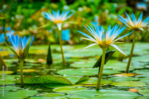 Close-up of blue water lily with unfocused background where three more lilies and several plants appear.