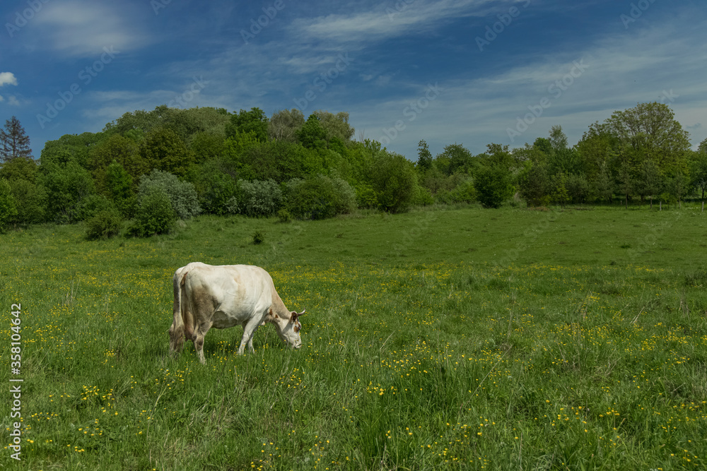 rural country side green land cow farm animal on pasture environment space in clear weather summer day rural country side green land cow farm animal on pasture environment space in clear weather summer day