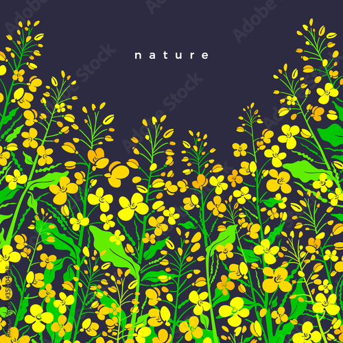 Canola flower field. Vector border. Oilseed plant
